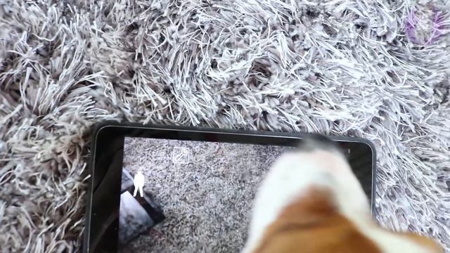 КОРОЧЕ ГОВОРЯ ► СОБАКА ИГРАЕТ В GRANNY ► ДЕЛАЮ КОНЦОВКУ ПРОТИВ GRANNY