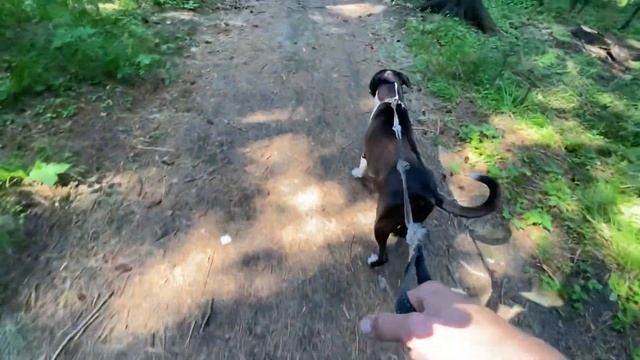 ВЯЗКА СОБАК В ПЕРВЫЙ РАЗ-стаффордширский терьер