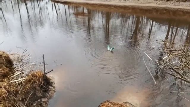 Бобры как отвадить или прогнать их с водоема эксперимент