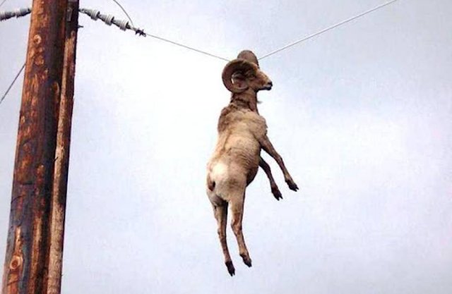 УМНЫЕ животные просят помощи у человека.mp4