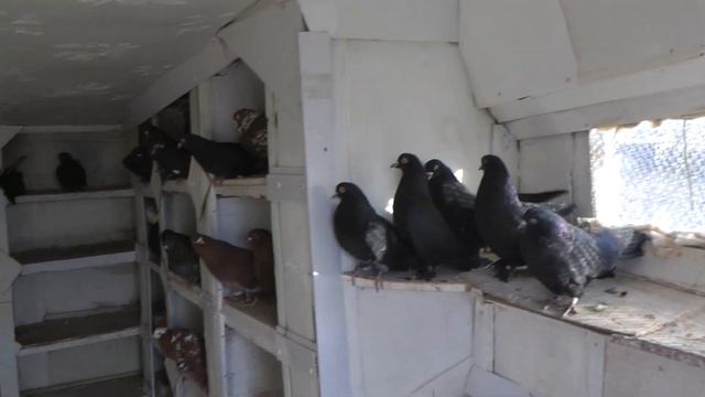 Николаевские голуби