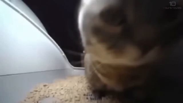 Типи типи тяпа тяпа