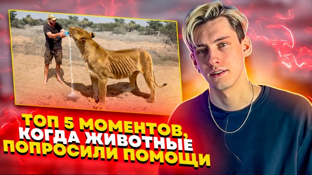 5 СЛУЧАЕВ, КОГДА ЖИВОТНЫЕ ПОПРОСИЛИ ПОМОЩИ У ЛЮДЕЙ! Часть 1
