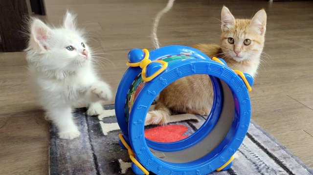 Котята. Сборник смешных моментов, часть 2