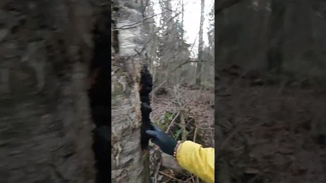 Чага березовая. Где искать и как собирать