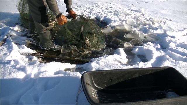 Рыбалка из - подо льда вентерями ( фитилями, мережой ) по первому льду 20.11.2020