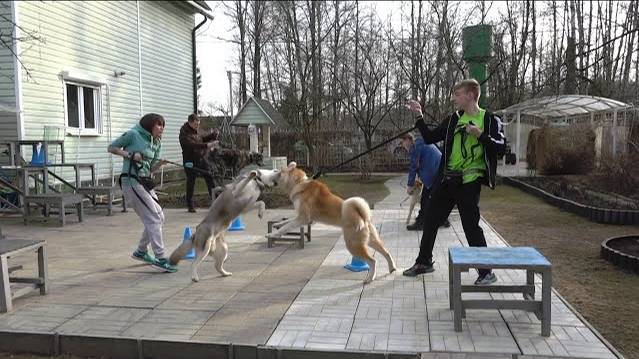 Догтренинг 140. Когда собаки дерутся, что делать?