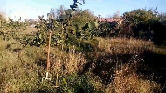 формировка фундука на плодоношение