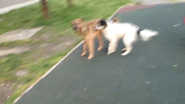 Спаривание