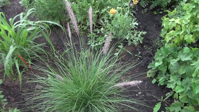 Мои пеннисетумы из семян. Красивейшие злаки