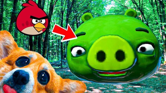 НА НАС НАПАЛА ОГРОМНАЯ СВИНЬЯ из ANGRY BIRDS!! ЗЛЫЕ ПТИЦЫ в РЕАЛЬНОЙ ЖИЗНИ!! Корги Кекс