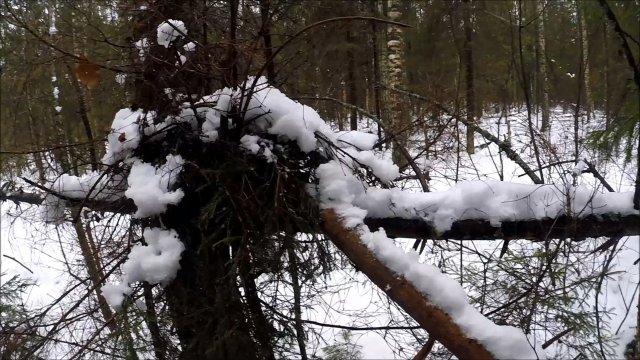 Охота на куницу с капканами. Обход путика (Будни охотника и рыбака)