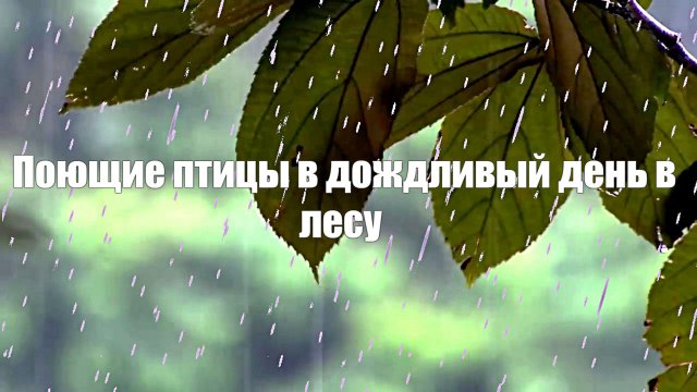 Поющие птицы в дождливый день в лесу наполненным звуками природы  для отдыха