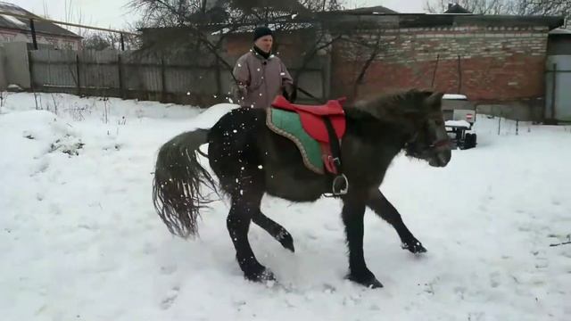 ОСЕДЛАЛИ ПЕРВЫЙ РАЗ| Заездка пони в седло. #Пони