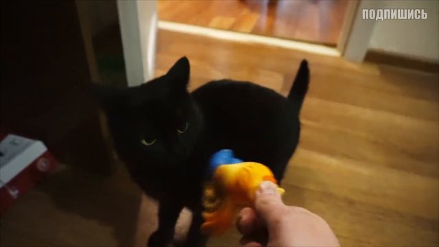 Пес под старость лет решил перевернуть квартиру. Приколы с животными / SANISHOW