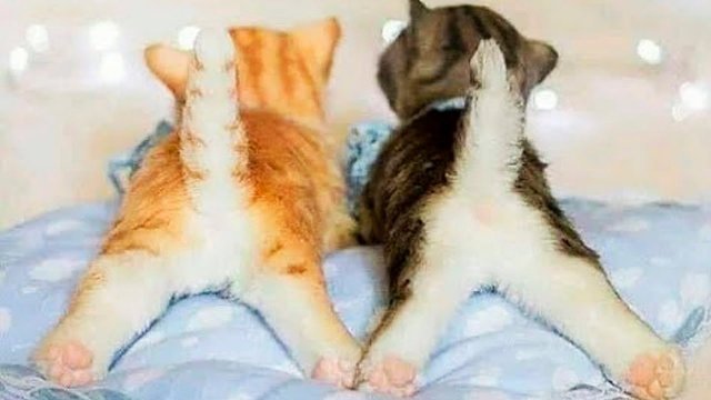 ? Любимые хвостики! ? / Приколы с котами и собаками 2022 #10