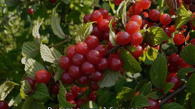 Вишня колоновидная