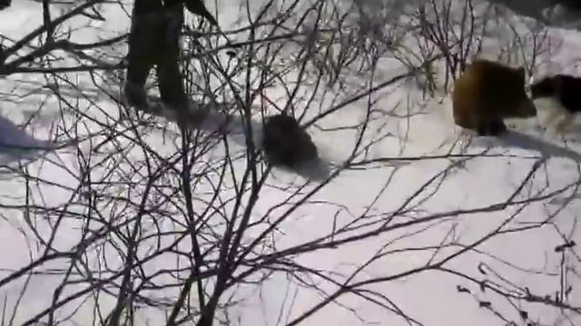 Охота на КАБАНА с собаками. Лайки красиво поработали с кабаном на охоте