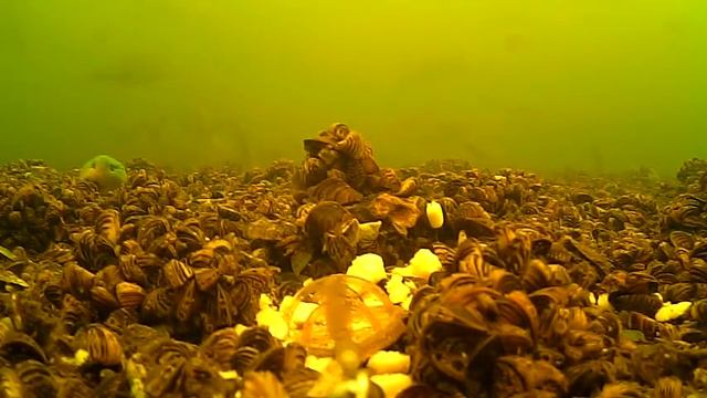 Подводная съемка ловли карпа на монтаж флэт-метод