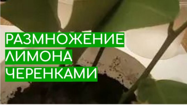 РАЗМНОЖЕНИЕ ЛИМОНА ЧЕРЕНКАМИ в домашних условиях