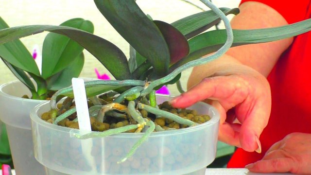 Как растут Детки орхидеи? Почему орхидея растит Деток?