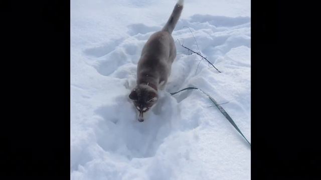 Щенок хаски . 3 месяца. Хаски на прогулке