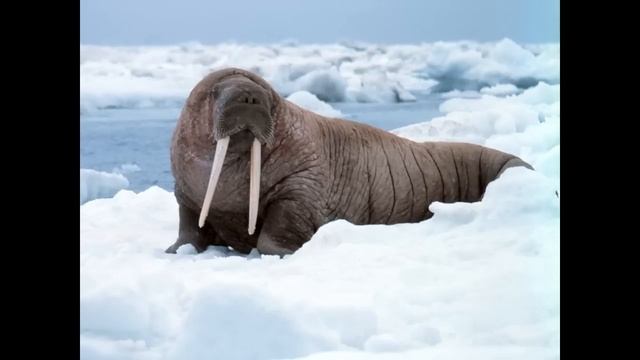 Окружающий мир 4 класс ч.1, тема урока "Зона арктических пустынь", с.76-83, Школа России