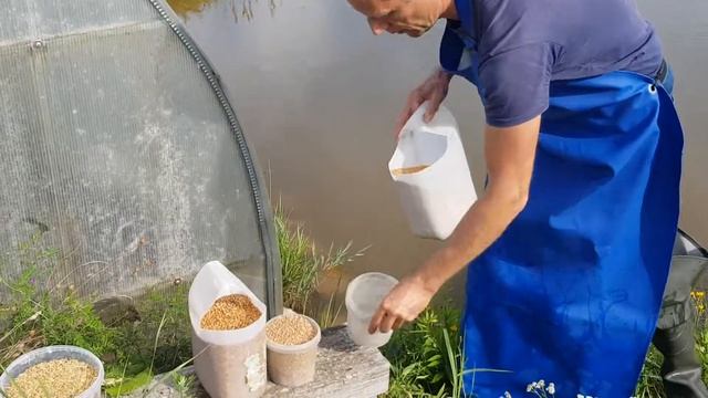 Чем кормить рыбу в дачном пруду: пшеница, кукуруза или овес? Часть 3