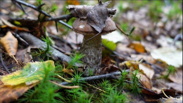 Грибная разведка 13 сентября 2022г. Всеволожский район