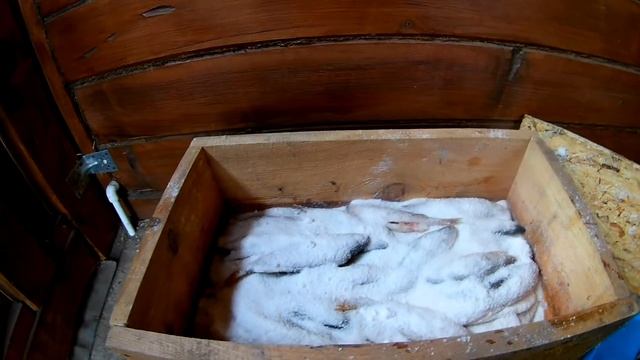 Сухой посол рыбы Лучший способ посола рыбы. Как вкусно солить и вялить рыбу. Как солить щуку.