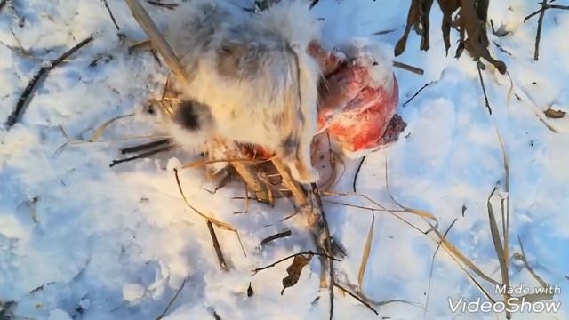 ЗАЯЦ В ПЕТЛЕ!!! Охота, рыбалка, отдых