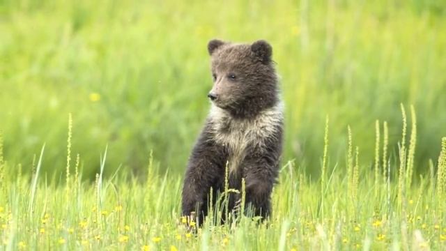МЕДВЕЖАТА. ИНТЕРЕСНЫЕ ФАКТЫ О МЕДВЕДЯХ