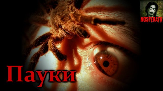 Истории на ночь - Пауки
