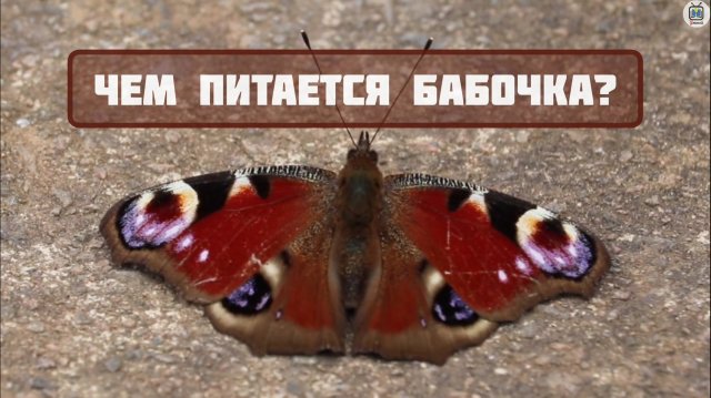 Чем питается бабочка? Интересные факты о бабочках