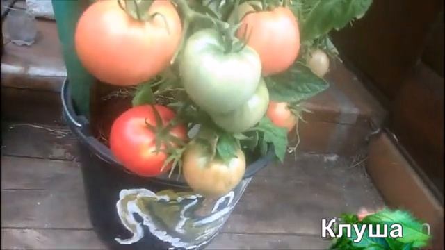 Томат "КЛУША" и моё мнение о сорте