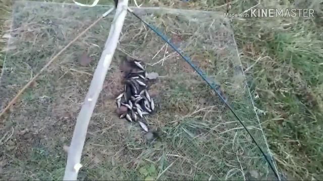 Ловля живца на паук. Как ловить?