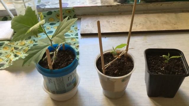 Как вырастить платан кленолистный из семян в Подмосковье