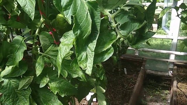 Томат БАТЯНЯ. Обзор и дегустация.