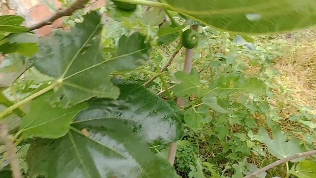 Самые перспективные сорта инжира