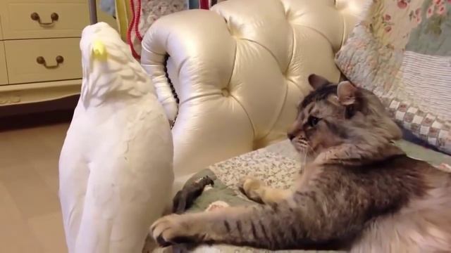 Смешные Попугаи. Подборка Самых Страных и Веселых Попугаев