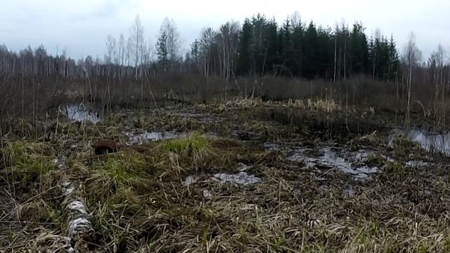 Охота с подсадной уткой.Охота на селезня.Весна 2018 год.