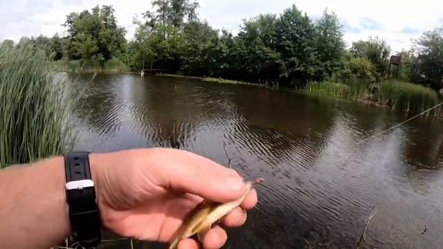 ПОПЛА ПОППЕР РЕАЛЬНО ЛОВИТ КАРАСЯ! Рыбалка на старом озере