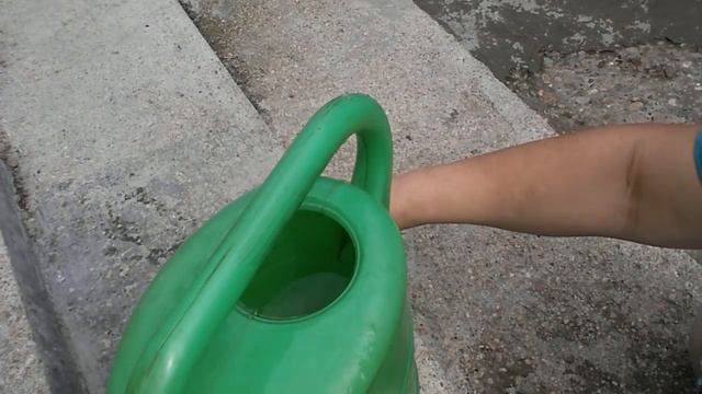 СУПЕР СРЕДСТВО ОТ ЛУКОВОЙ МУХИ. НАШАТЫРНЫЙ СПИРТ.