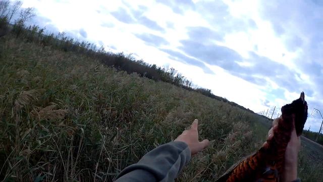 Охота на фазана с курцхааром! Сезон 2022! Секреты поиска фазана и охоты на него!