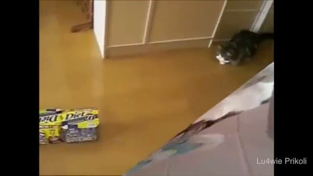 Веселые коты! Подборка смешных кисок!