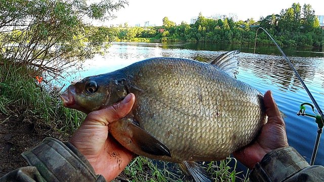 Пузатые ЛЕЩИ на ДВИНЕ ломают подсак. Фидер 2021. Ловля леща на фидер весной.
