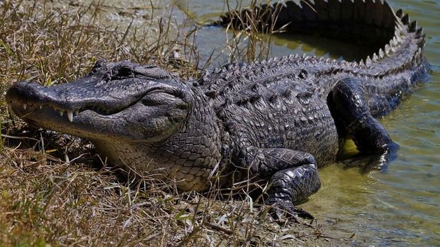 ЖИВОТНЫЕ АФРИКИ!(презентация для детей). Animals of Africa.