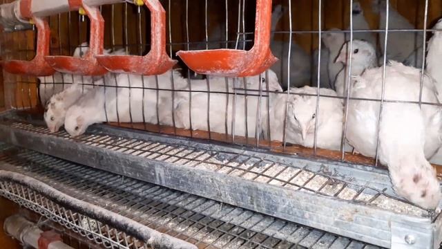 Перепела//Как определить пол у перепелов//Техасский перепел//Убрал лишних самцов