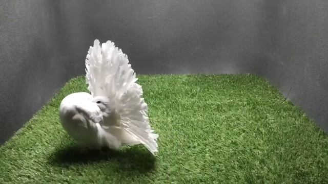 Павлины - голуби. Голубь 2021. Для просмотра.