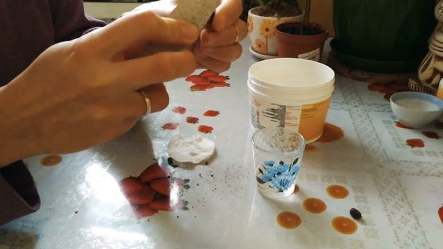 ??Как посадить семена Стрелиции Королевской? Стрелиция Королевская или Райская Птица.